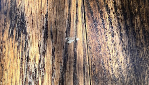 USA Pro Floors LLC, Severn, MD photo