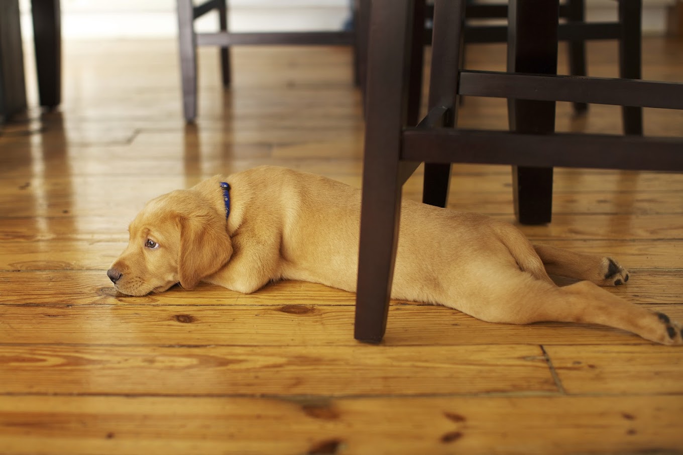 Wide Plank Floor Supply | Premium Wide Plank & Reclaimed Hardwood Flooring